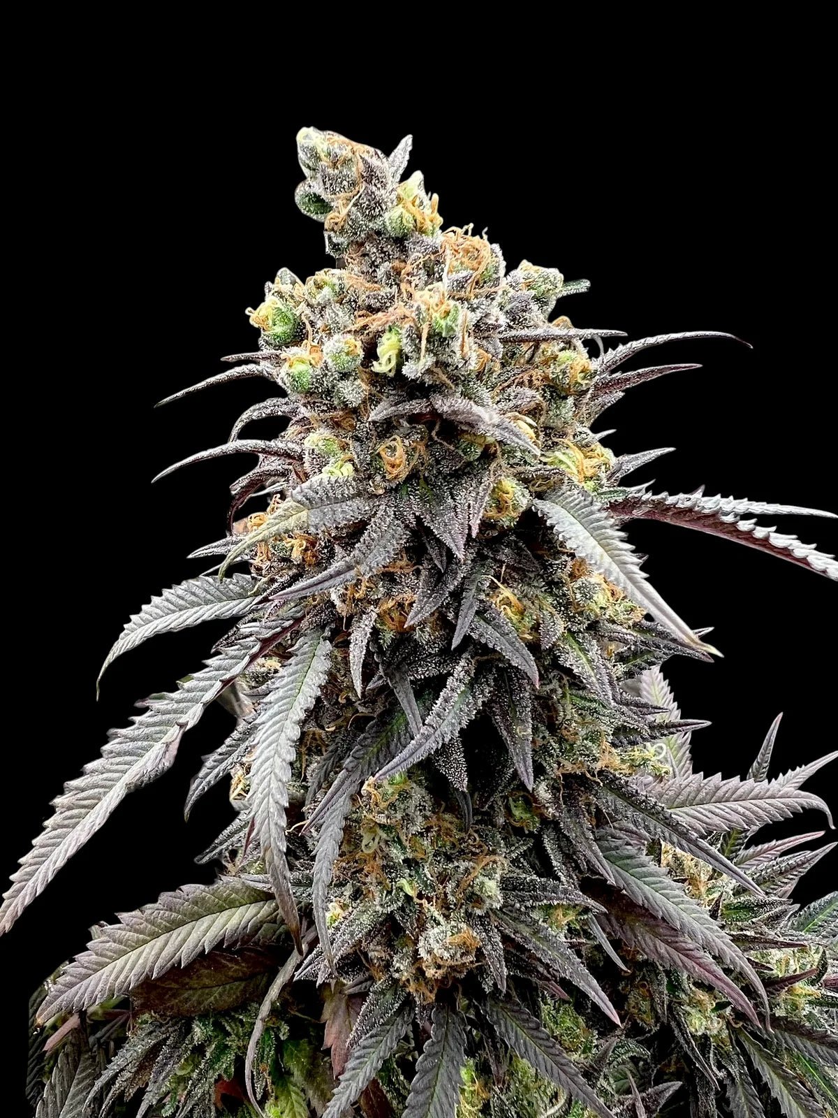 Terpyz Mutant Genetics-Mentha de Croco "Croco" Bx Reg