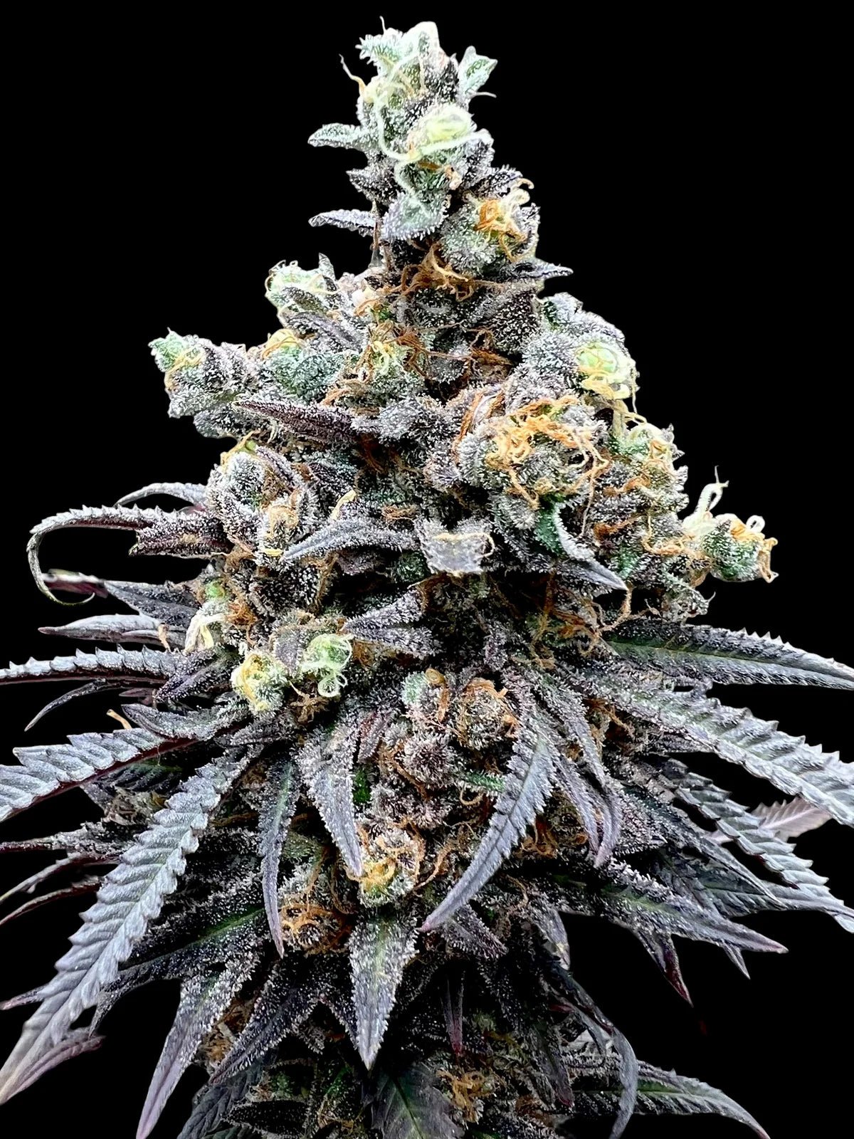 Terpyz Mutant Genetics-Mentha de Croco "Croco" Bx Reg