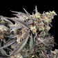 Terpyz Mutant Genetics-Mentha de Croco "Croco" Bx Reg