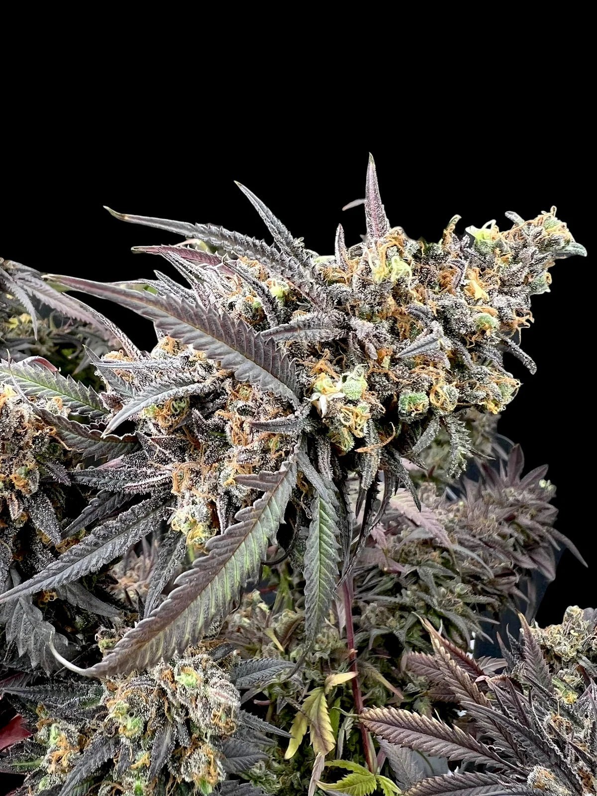 Terpyz Mutant Genetics-Mentha de Croco "Croco" Bx Reg