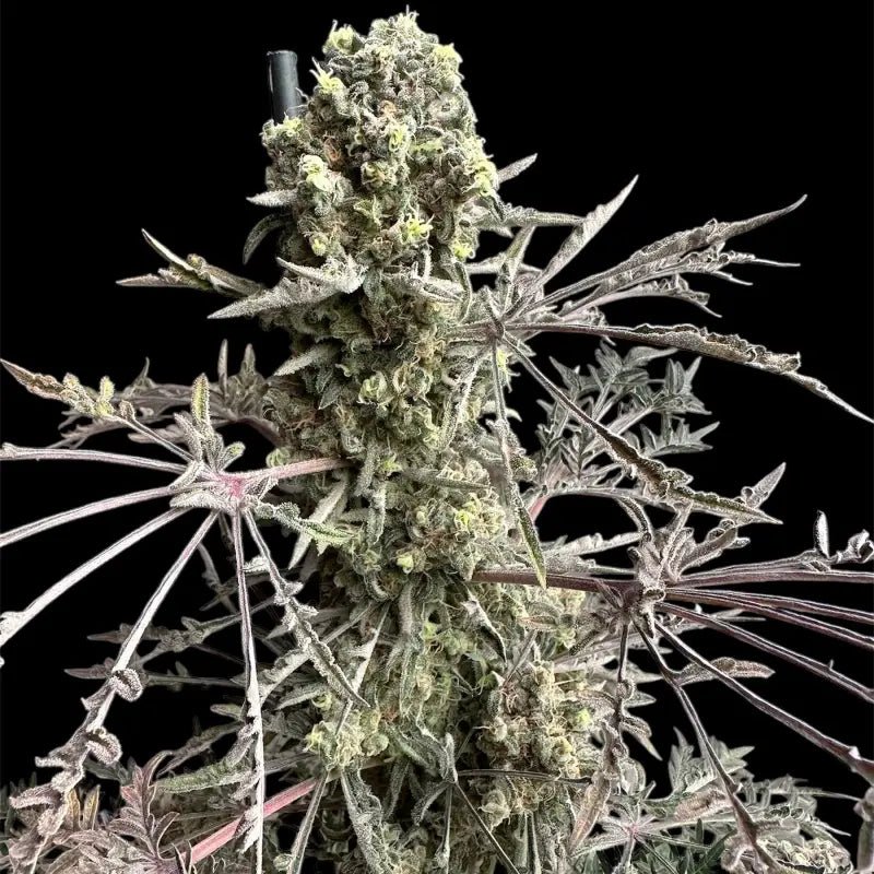 Terpyz Mutant Genetics-Mentha de Croco (Fern Type)