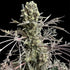 Terpyz Mutant Genetics-Mentha de Croco (Fern Type)