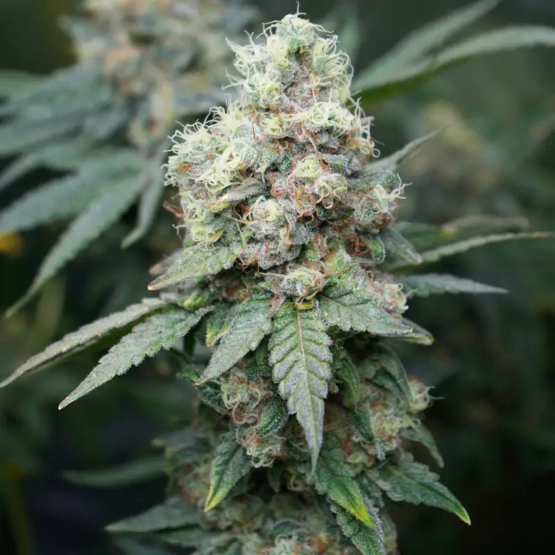 Terpyz Mutant Genetics-Neon Wasabi