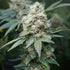 Terpyz Mutant Genetics-Neon Wasabi