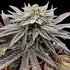 Terpyz Mutant Genetics-Super Menthol Haze