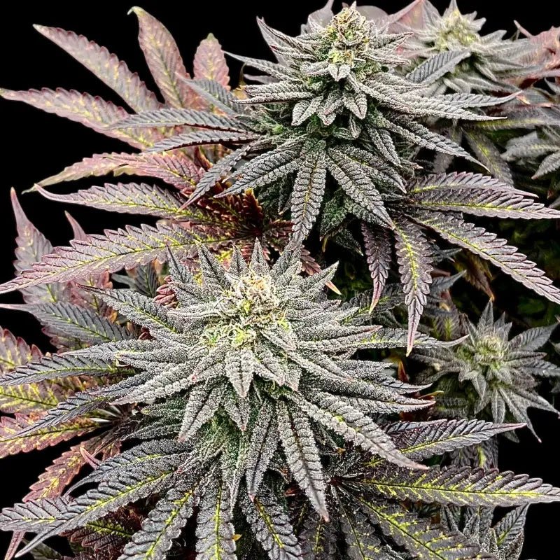 Terpyz Mutant Genetics-Super Menthol Haze
