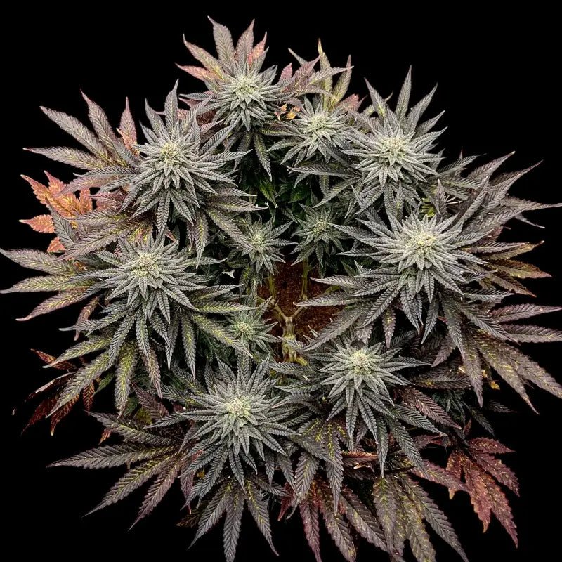 Terpyz Mutant Genetics-Super Menthol Haze