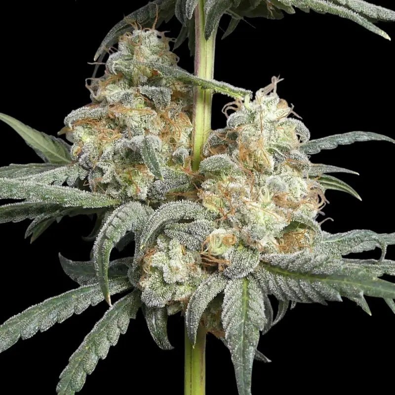 Terpyz Mutant Genetics-Zitro