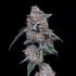 DNA Genetics-The Big Mac