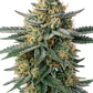 The Cali Connection-Alien OG