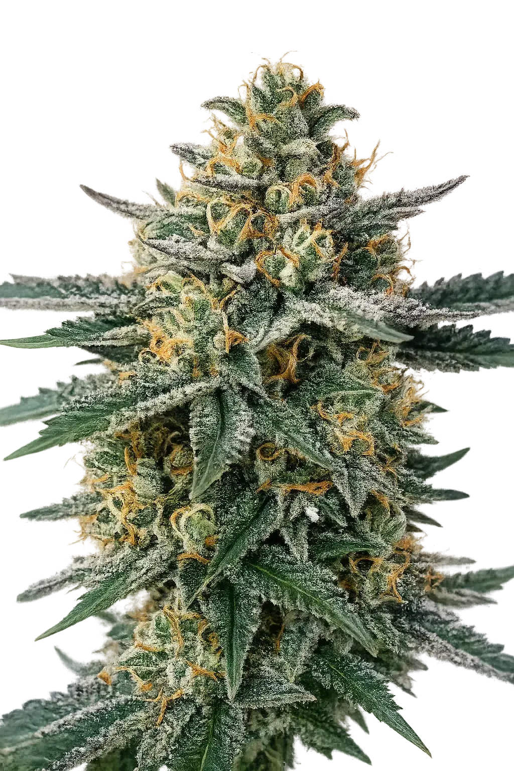 The Cali Connection-Alien OG