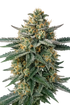 The Cali Connection-Alien OG