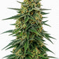 The Cali Connection-Alien OG