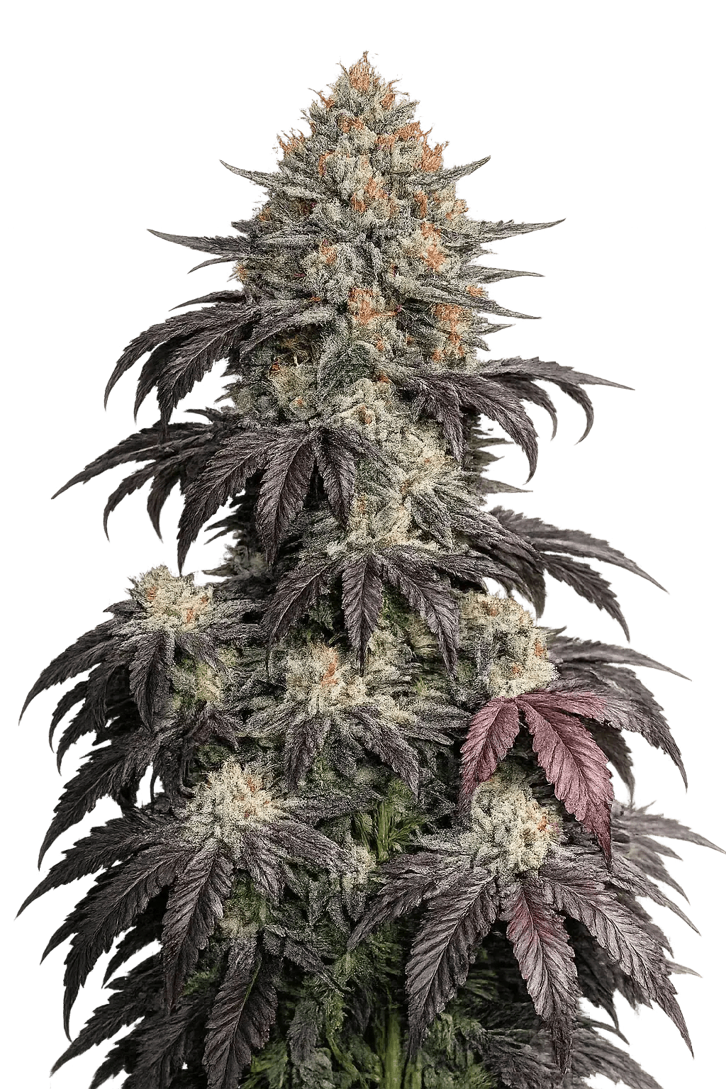 The Cali Connection-Black Kush