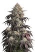 The Cali Connection-Black Kush