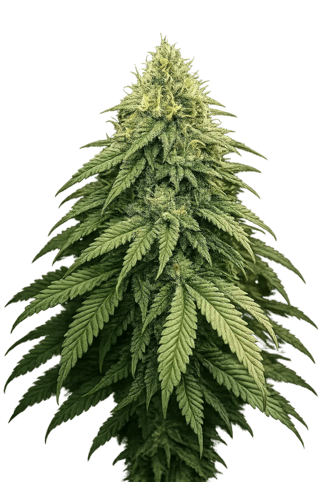 The Cali Connection-Boss Hogg