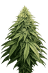 The Cali Connection-Boss Hogg