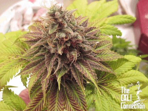 The Cali Connection-Chem Valley Kush