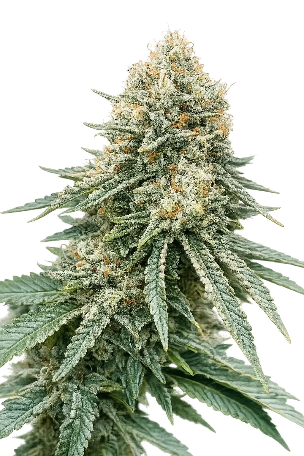 The Cali Connection-Corleone Kush