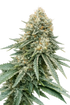 The Cali Connection-Corleone Kush