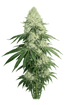 The Cali Connection-Deadhead OG