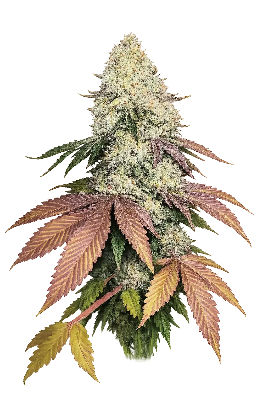 The Cali Connection-Fruit Cup