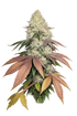 The Cali Connection-Fruit Cup