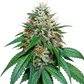 The Cali Connection-Grape Kush