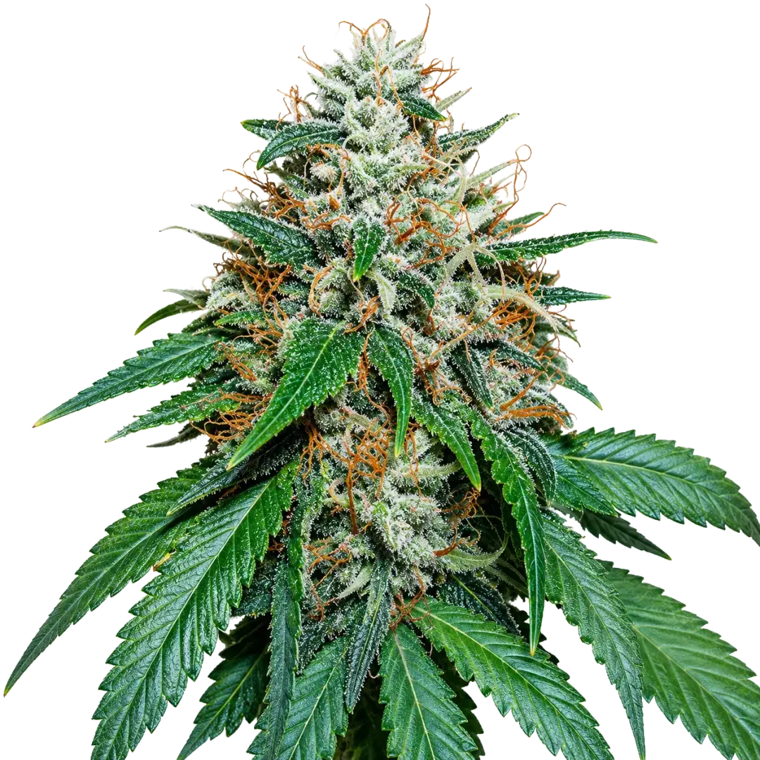The Cali Connection-Grape Kush