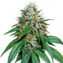 The Cali Connection-Grape Kush