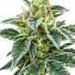 The Cali Connection-Grape Kush