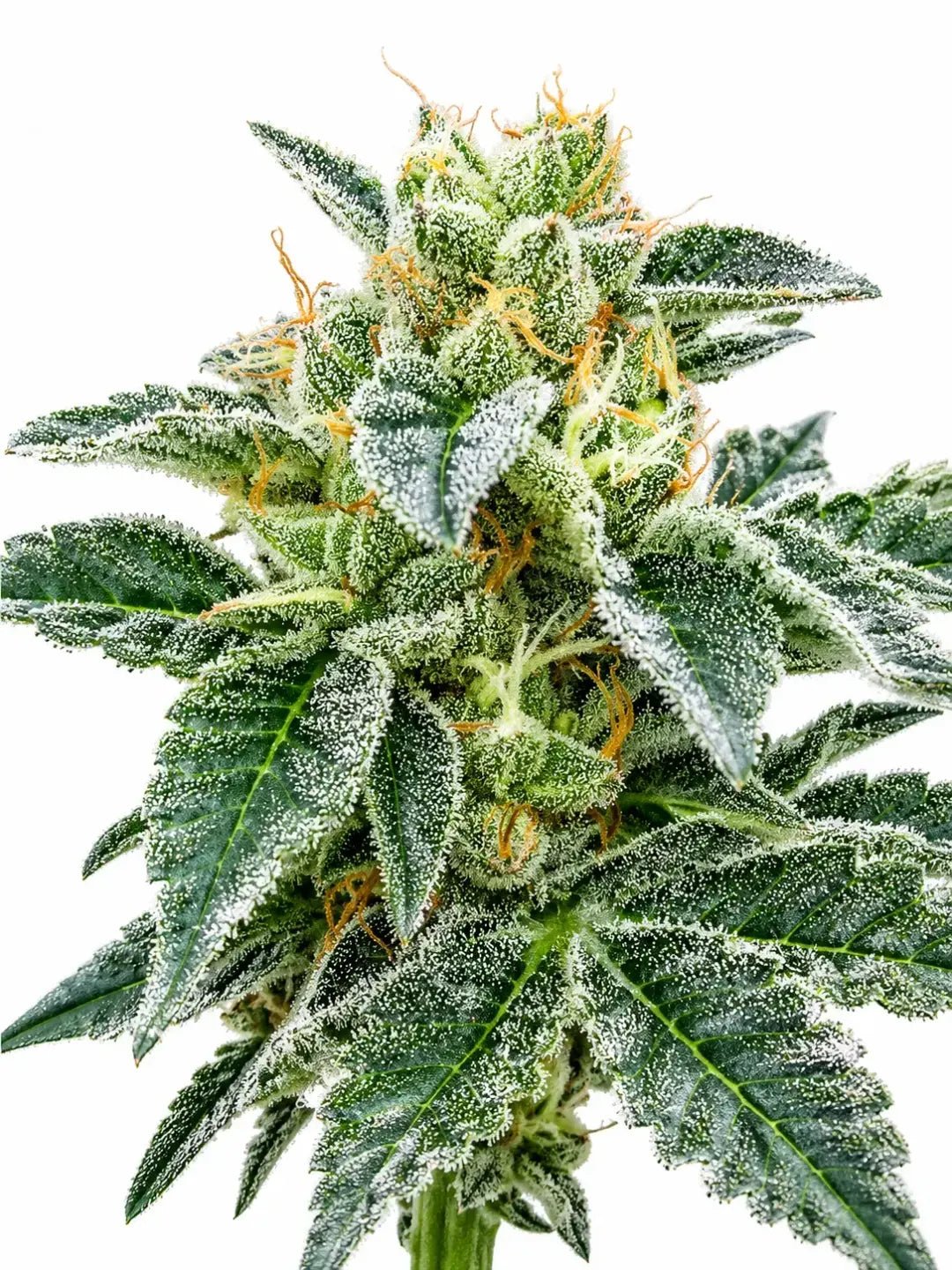 The Cali Connection-Grape Kush