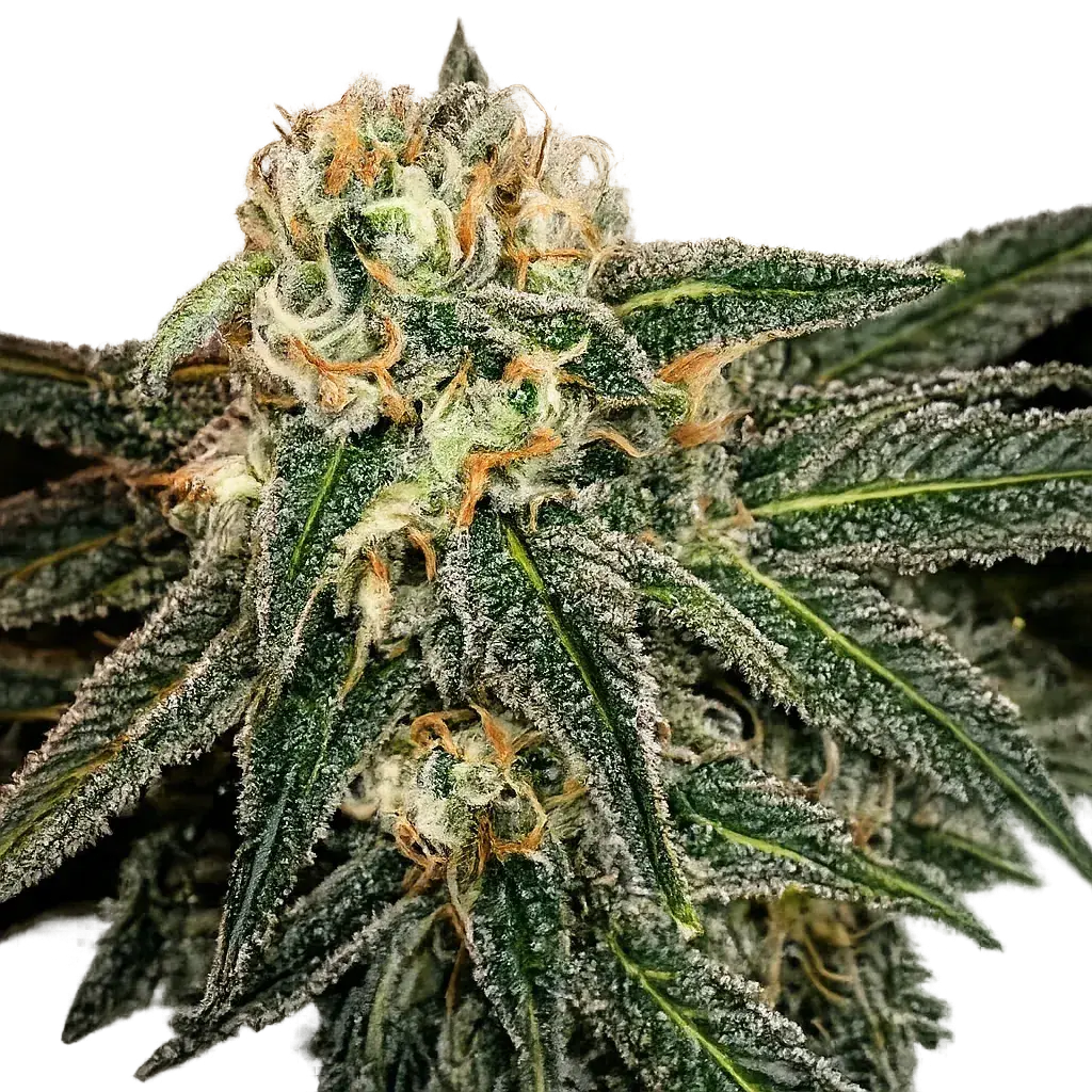 The Cali Connection-Green Crack (Cecil B)