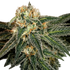The Cali Connection-Green Crack (Cecil B)