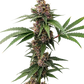 The Cali Connection-Island Punch