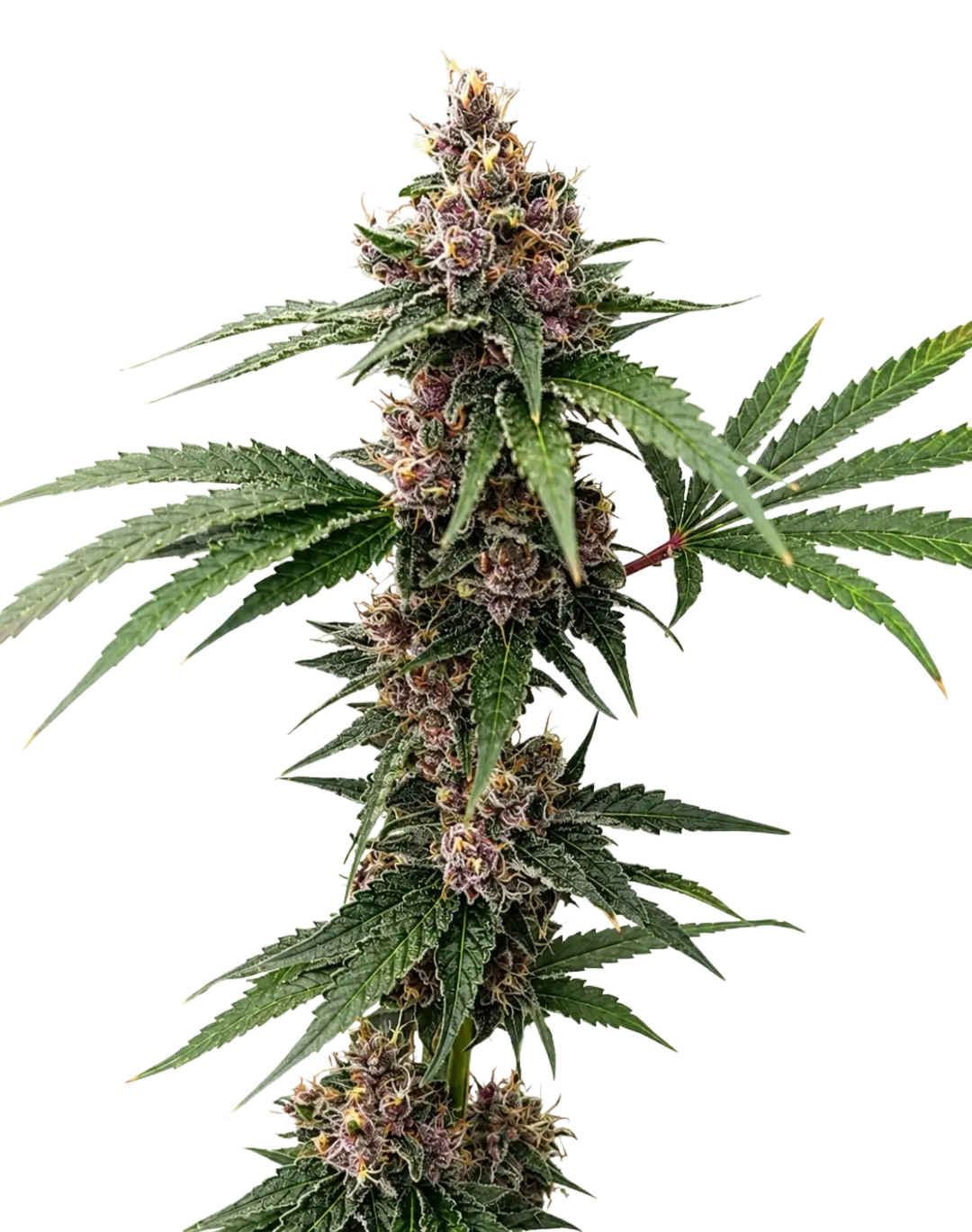 The Cali Connection-Island Punch