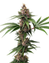 The Cali Connection-Island Punch