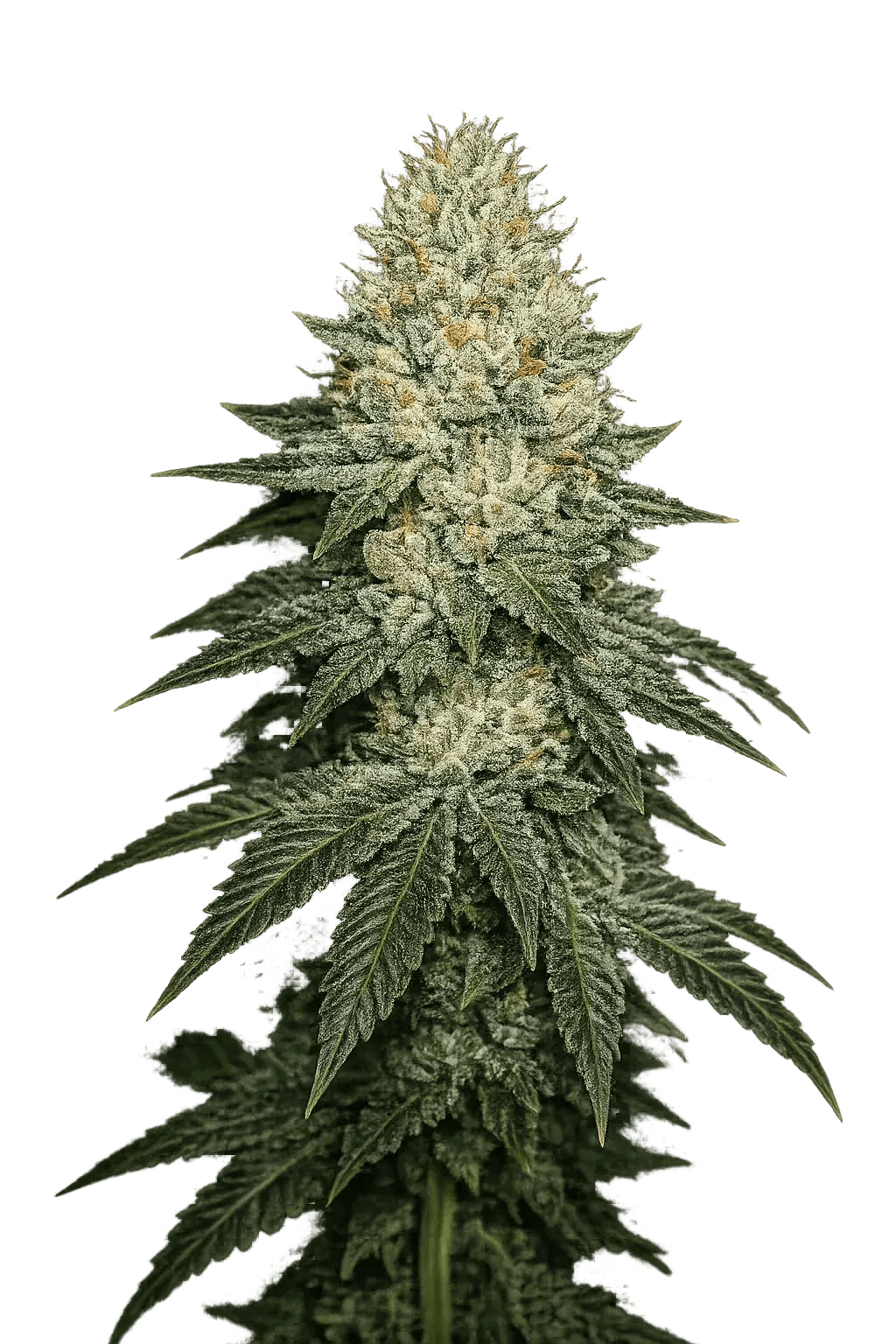 The Cali Connection-Larry OG Kush Auto