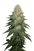The Cali Connection-Larry OG Kush Auto