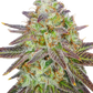 The Cali Connection-Passion Berry