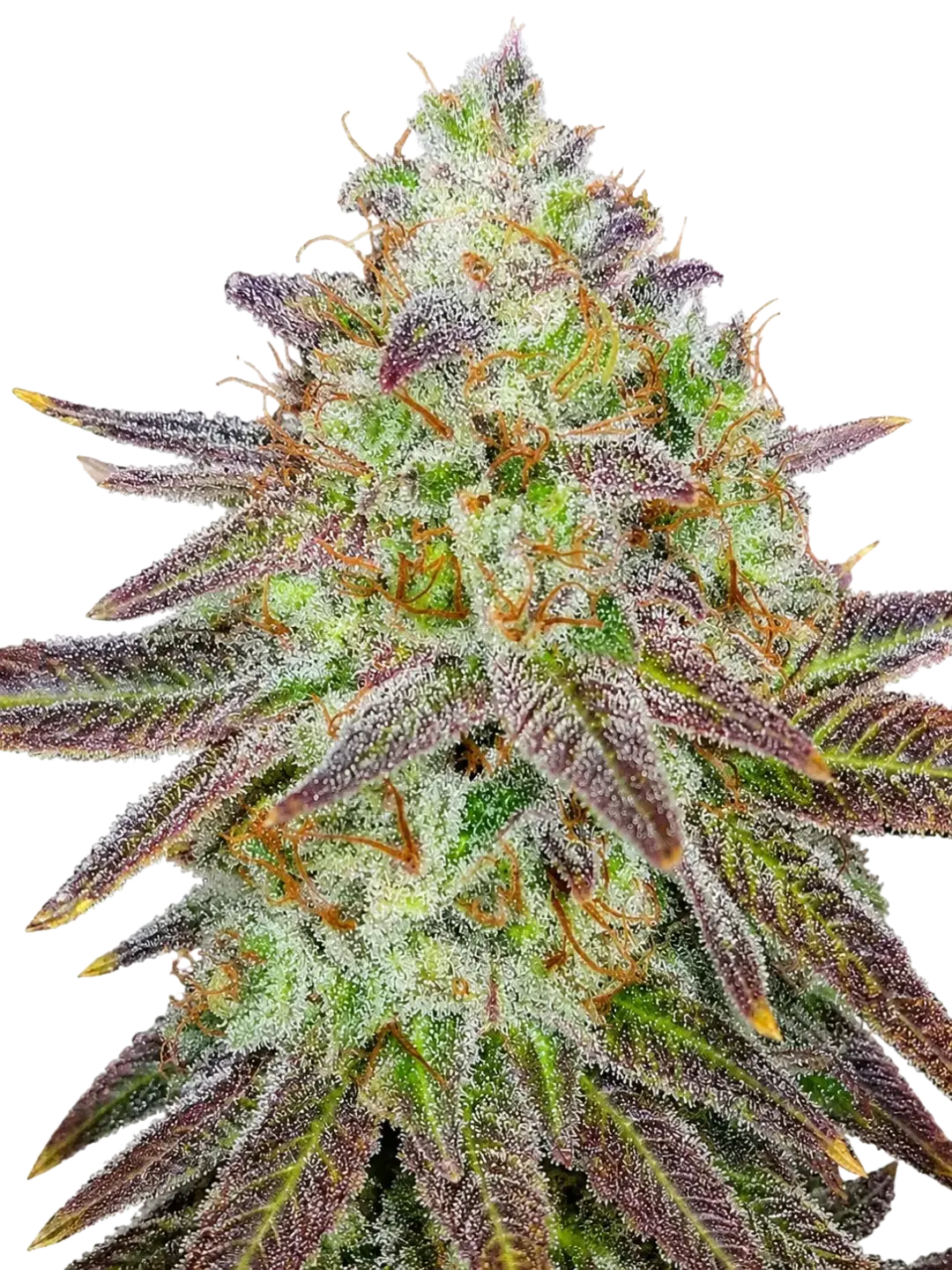 The Cali Connection-Passion Berry