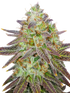 The Cali Connection-Passion Berry