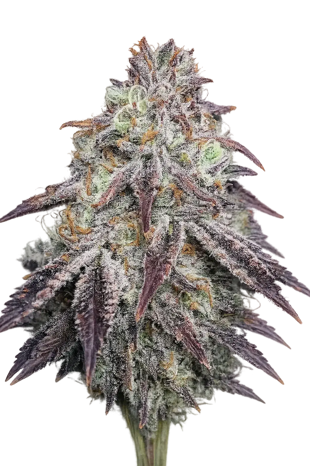 The Cali Connection-Purple Diesel