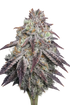 The Cali Connection-Purple Diesel