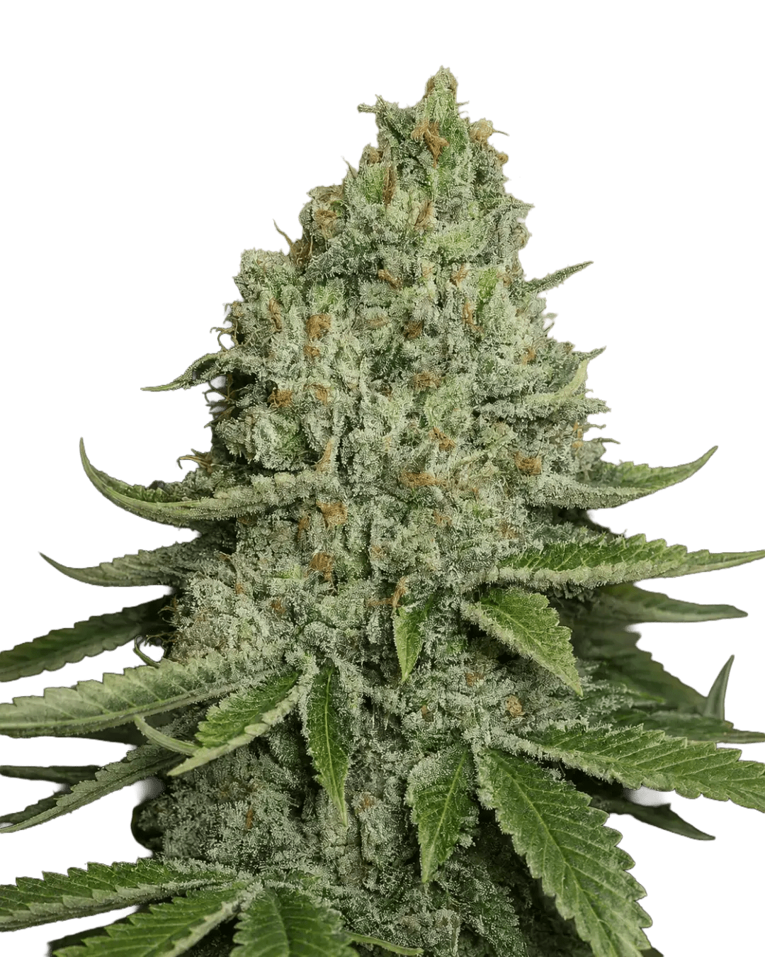 The Cali Connection-SFV OG Kush