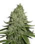 The Cali Connection-SFV OG Kush