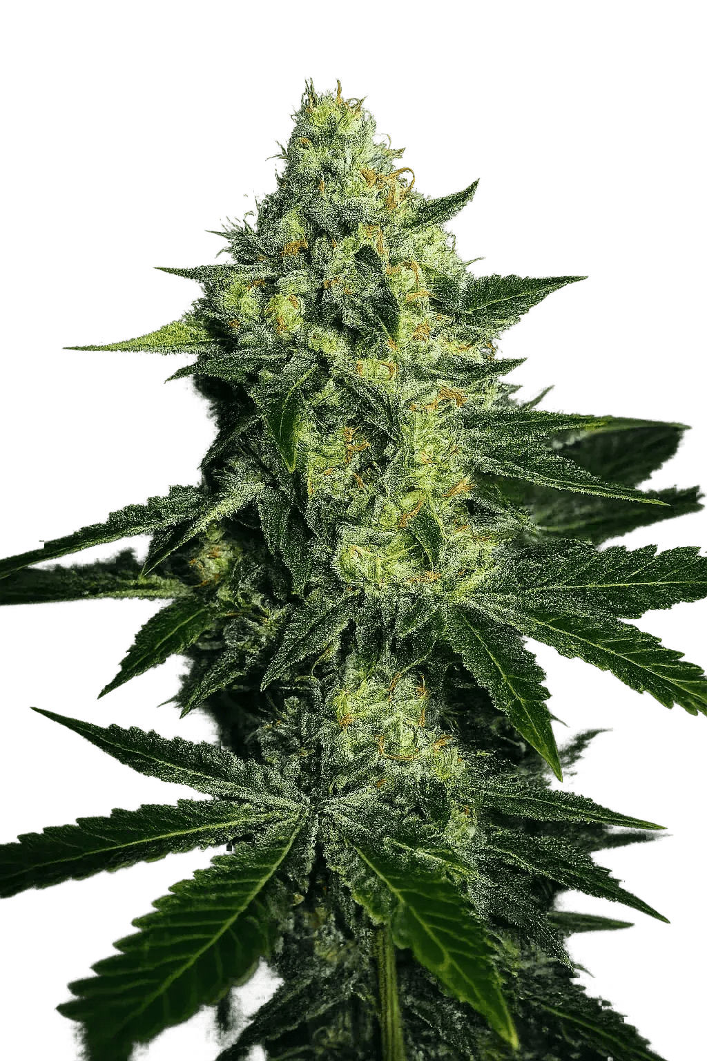 The Cali Connection-Sugarmill Auto