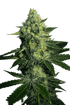 The Cali Connection-Sugarmill Auto