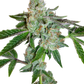 The Cali Connection-Tahoe OG Kush