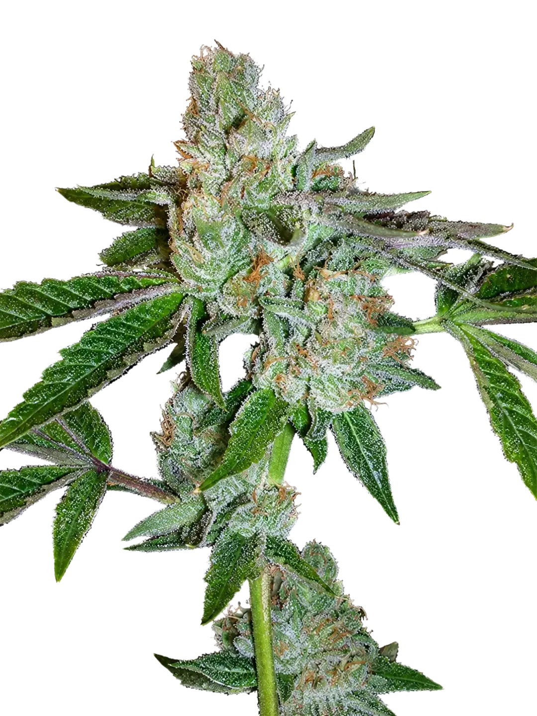 The Cali Connection-Tahoe OG Kush
